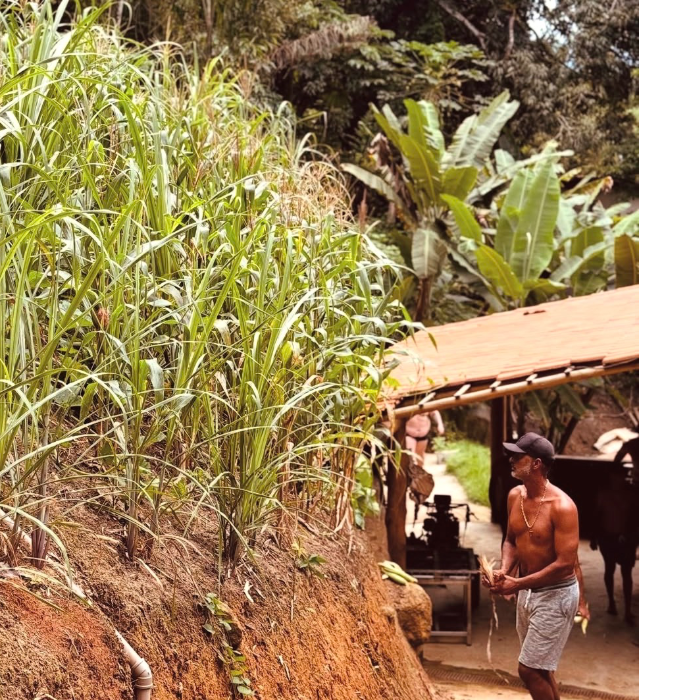 No Alambique Praiano, o tempo passa devagar. A brisa do mar encontra o aroma da cana e cada destilado carrega um pedacinho do litoral.