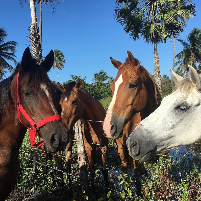 O passeio a cavalo nas dunas da praia da barrinha sem dúvidas é uma das experiências mais marcantes da região de Jericoacoara, animais super bem cuidados te levam por dunas, lagoas e paisagens de tirar o fôlego,  nossos guias acompanham todo o passeio registrando com fotos e vídeos sensacionais